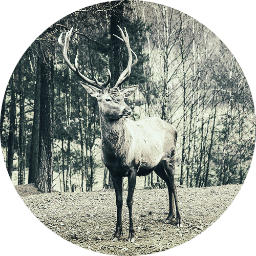 Turkish Hospital Qatar